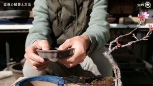 Как правильно посадить бонсай (цветущая вишня)