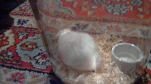 Хомяк. Чем можно и нельзя кормить?