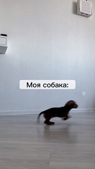 Сейчас меня покормят 😜 #такса #щенок смотреть онлайн