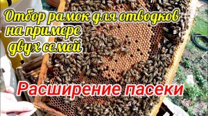 Расширение пасеки! Правильный отбор рамок для отводков!!!