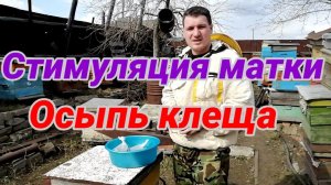 100% стимуляция матки весной (бальзам Апимакс).  Проверка осыпи клеща после постановки пластин!!!