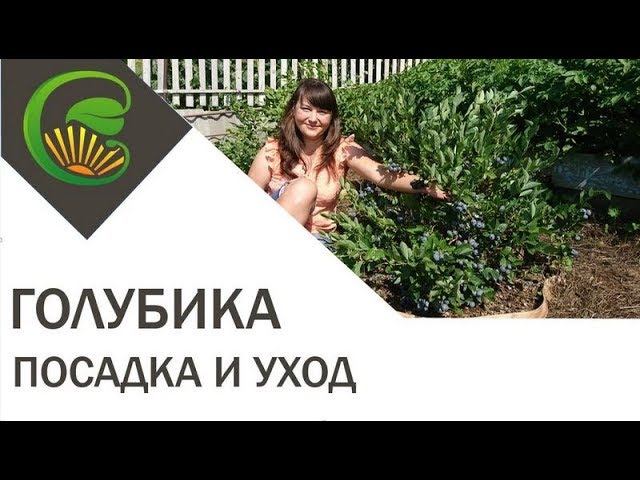 Голубика садовая. Посадка и уход.