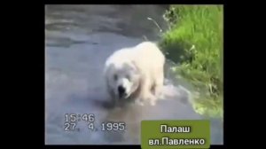 Алабай Палаш. История о знаменитом прадеде наших собак.