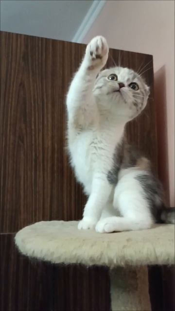 Трехцветная кошечка Люсия смотреть онлайн