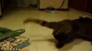 КОТЫ И ОГУРЦЫ!!! Коты боятся огурцов!!!  ТОП ПОДБОРКА!!!