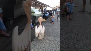 Розовый пеликан Коко