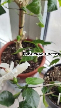 Цветение гибискуса в декабре #комнатныерастения #гибискус