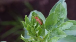 🔵 Geel soldaatje - Cantharis livida