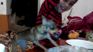 Той терьер злится или Буся охраняет печеньки