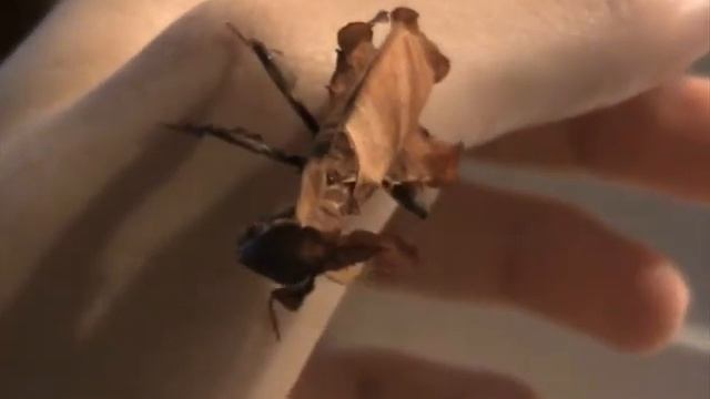 Phyllocrania paradoxa female macro смотреть онлайн