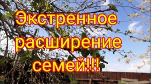 Экстренное расширение семей -  02.05.2020г. Маткам негде сеять/ Пчеловодство на Урале