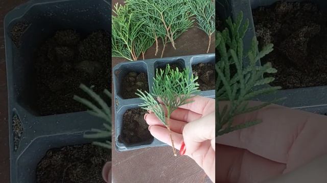 Как я укореняю черенки туи Смарагд (Западной)🌲 #туязападная #туясмарагд #укоренениечеренков #туя