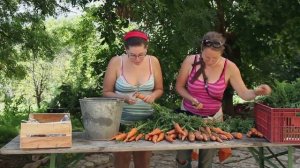 КАК ПРАВИЛЬНО СОБРАТЬ СОБСТВЕННЫЕ СЕМЕНА МОРКОВИ