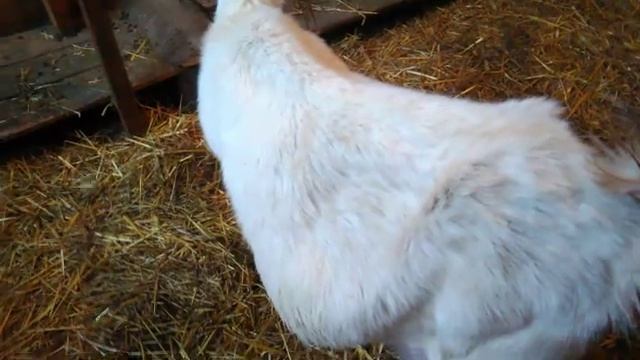 Спасаем козу. Остановка желудка смотреть онлайн