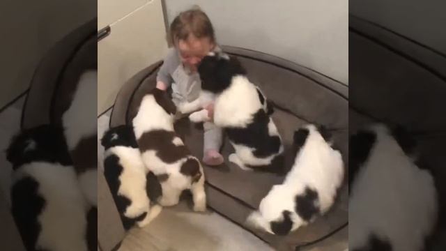 Нападение стаи собак на ребёнка🤣