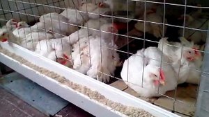 Клетка для бройлеров своими руками