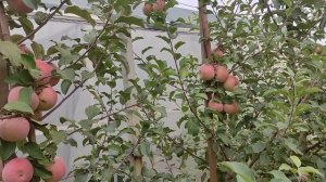 Фуджи Кику 8