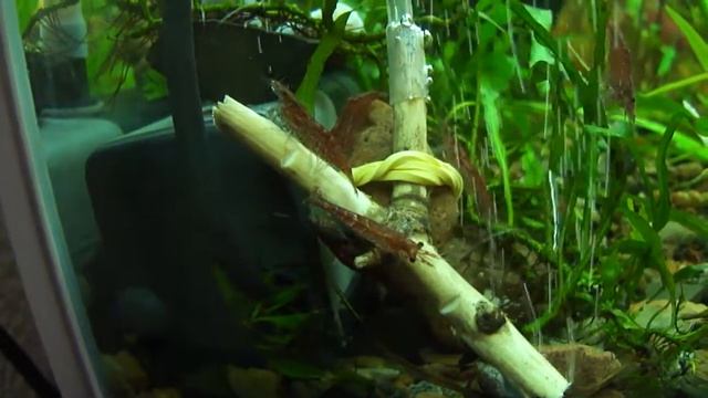 Neocaridina heteropoda likes CO2 смотреть онлайн