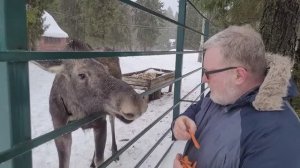 Лосиная ферма в Сумароково