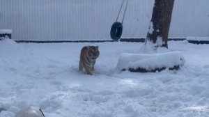 ❄️ Первый снег в жизни Жигера!