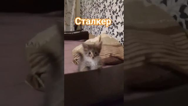 💚Котенок Сталкер🐱🙏 ВЕРИТ в лучшее #6кошек #пермь  #бездомныекошки