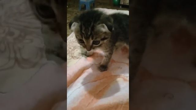 Новая кошка смотреть онлайн