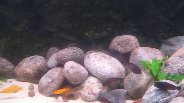960liters Tanganyika Tropheus mm смотреть онлайн