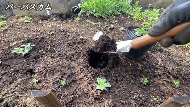【ガーデン日記#29】瑠璃玉アザミ バーバスカム エリンジウム 夕霧草の苗移植！ガーデニング 庭づくり初心者