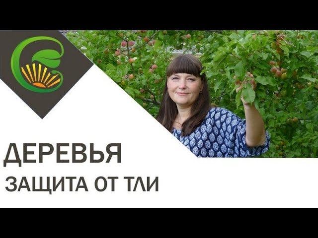 Как защитить плодовые деревья от тли
