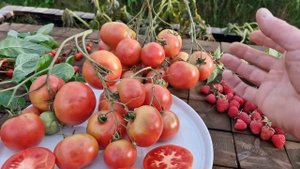 Сорт томата "Гигант Мультифлора", очень урожайный и для длительного хранения. "Giant Multiflora" 🍅
