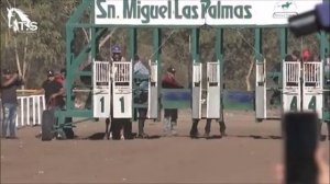 Скачки на лошадях AMERICA LATINA 🎠 0.280 вёрст