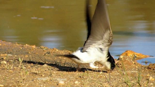 House Martin смотреть онлайн
