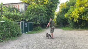 Американский Стаффордширский терьер 3,5 месяцев Рой! Будни дрессировки!