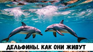 дельфины удивительные обитатели морей и океанов