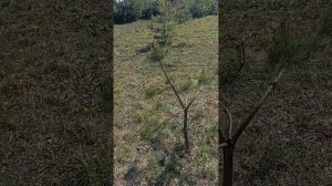 Ниваки из обычной сосны, первый этап.