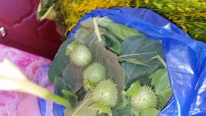 Золототарник