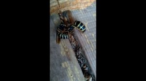 Как дерутся осы