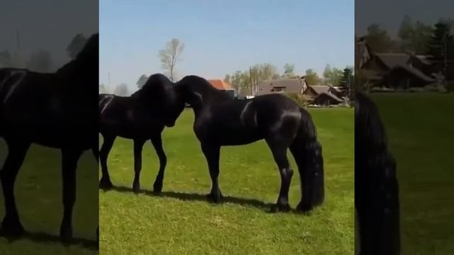 Фризская порода смотреть онлайн