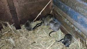 Утром было не до съёмок... Пополнение в семье НУТРИЙ. 05.02.25