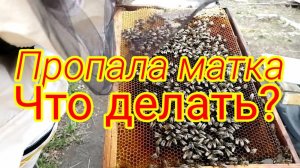 Пропала матка после пересадки! Ошибка пчеловода весной. Что делать?