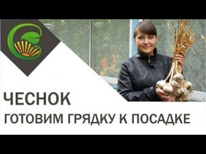 Чеснок - готовим грядку для посадки