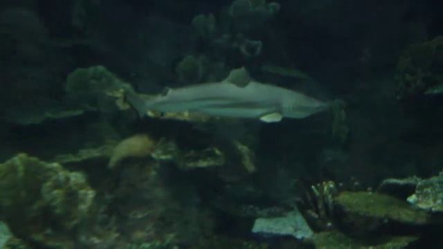 Аквариум смотреть онлайн