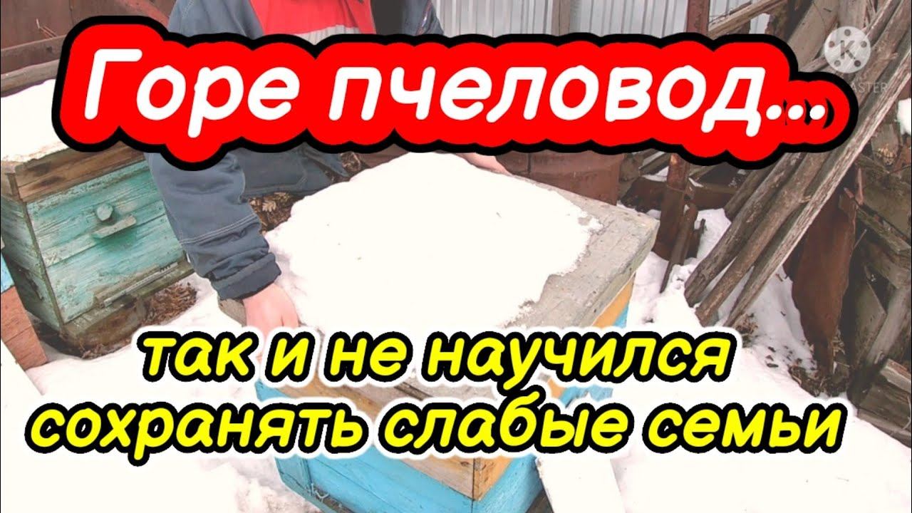 Горе пчеловод... Так и не научился сохранять слабые семьи зимой Осмотр погибших семей/Разбор гнезда