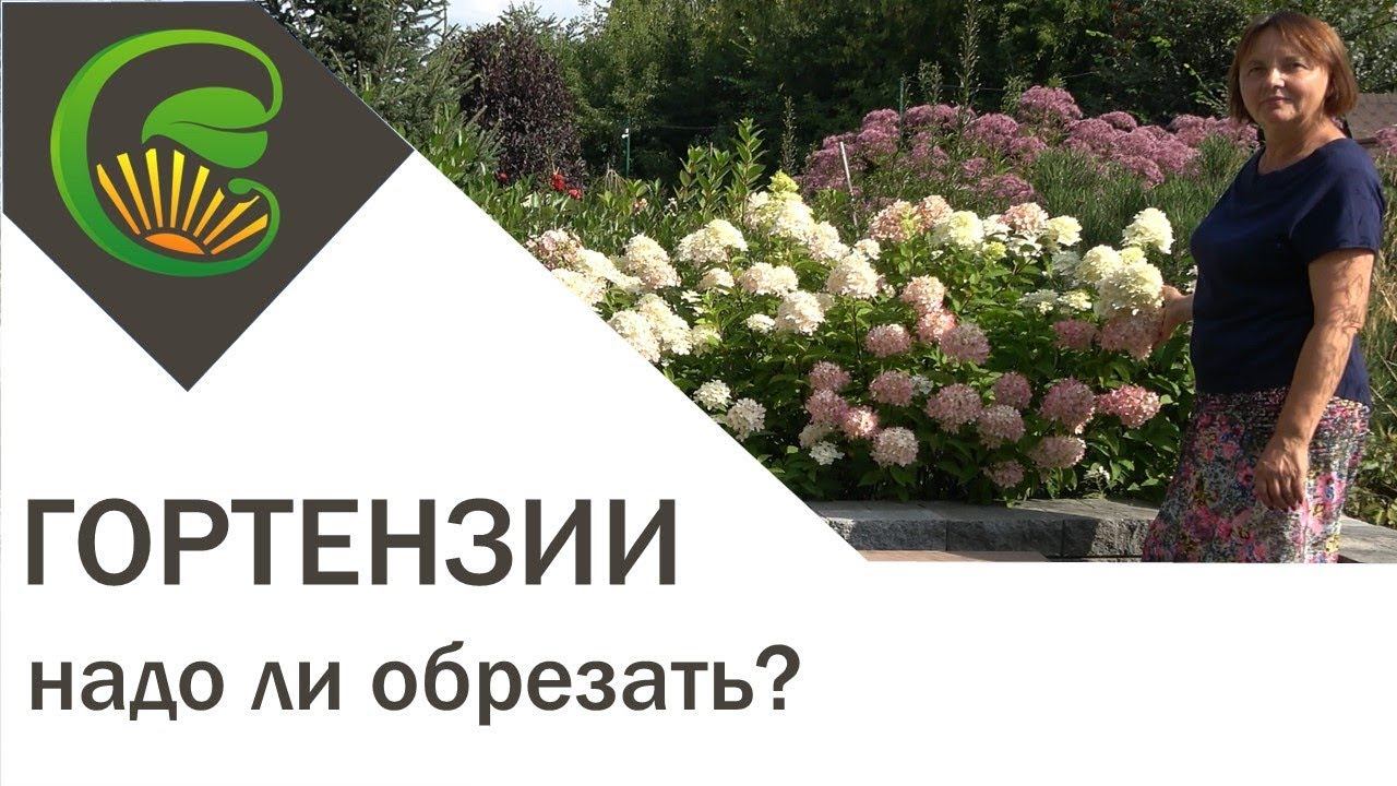 Гортензии - надо ли обрезать? смотреть онлайн