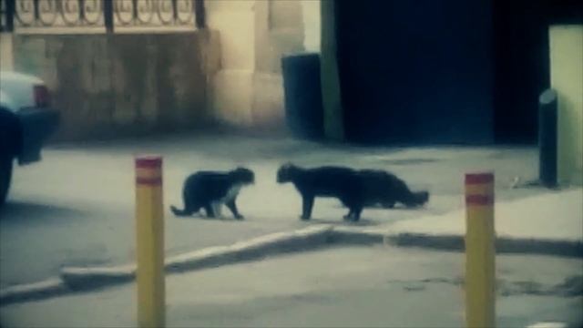 Кошачьи разборки / Cat battle смотреть онлайн