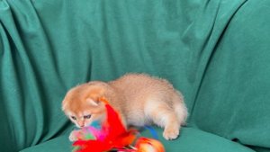 Золотая тикированная девочка