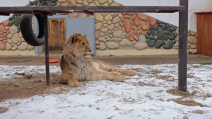 Львенка Шерхана не пускают домой. Забег с тигрицей. Часть 2.