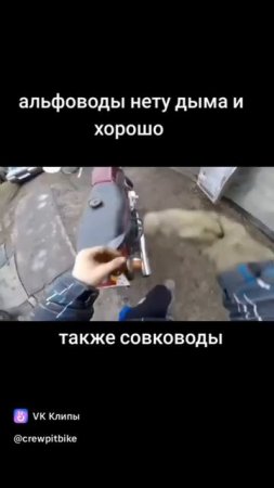 типичные совководы