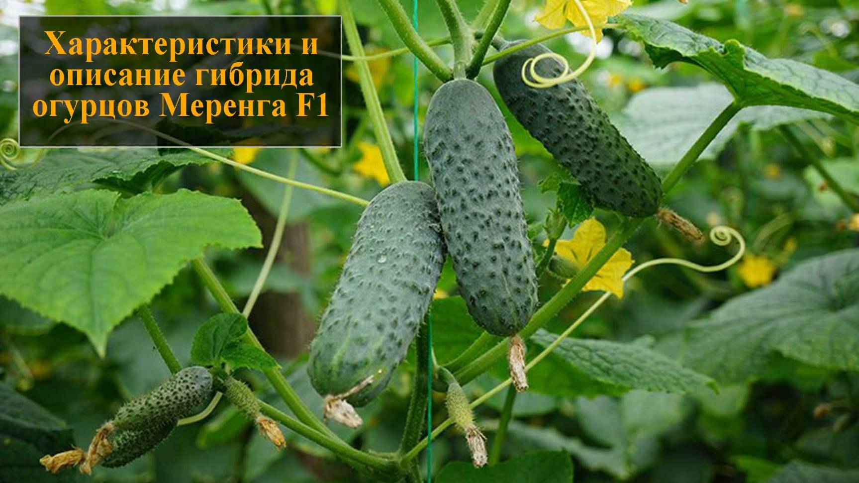 Характеристики и описание гибрида огурца Меренга F1 смотреть онлайн