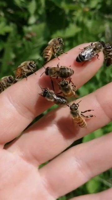 Ручные пчелы смотреть онлайн